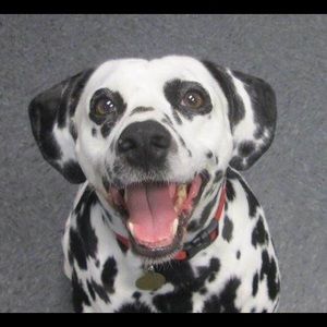 Meet your Posher, Diane